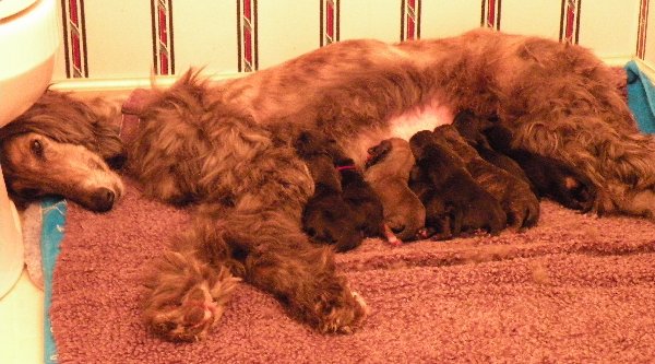 Josie and Puppies 4-20-13a.jpg - 62.08 K